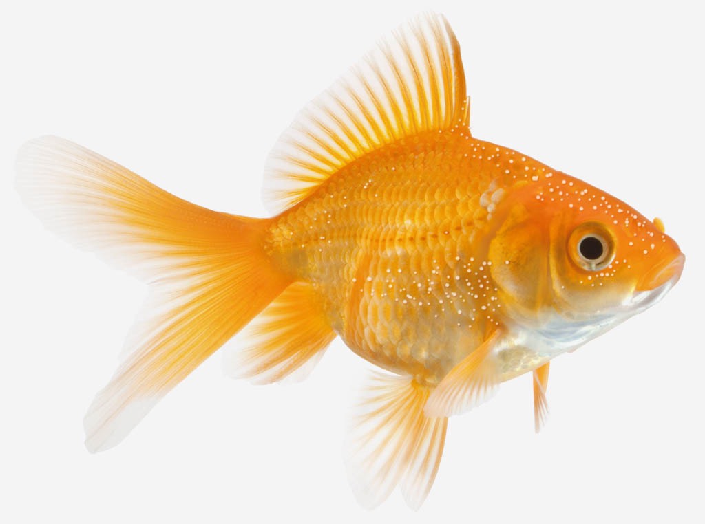 Metronidazole for best sale fish petsmart